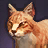 Рыжий камышовый кот.png