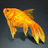 Золотая рыбка.png